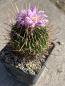 Preview: Stenocactus multicostatus